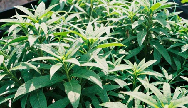 农业技术服务适用条件与选择依据分析